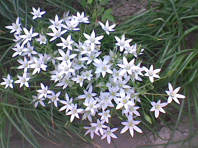 Star Of Bethlehem: un angolo di giardino...